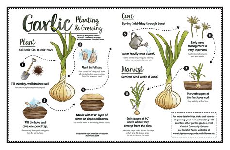Garlic can be planted throughout the winter from October to February, but it’s best to get it in the soil before it becomes frozen or sodden with rain. A period of cold is said to help it. Break up the bulb into cloves and plant these about 2-3cm deep, with just the tips protruding from the surface of the soil.